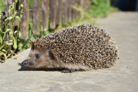 Евразийский еж