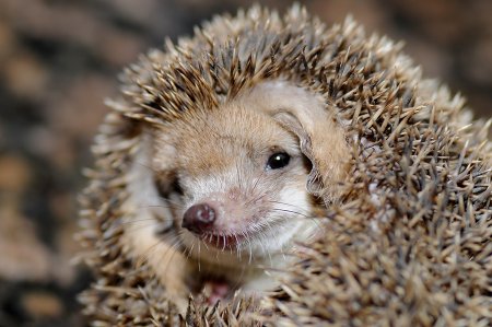 Еж с ежатами
