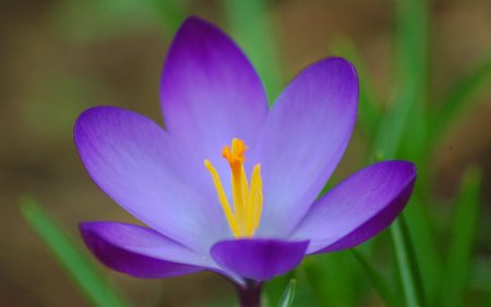 Крокус Шафран цветок