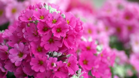 Флоксы макро