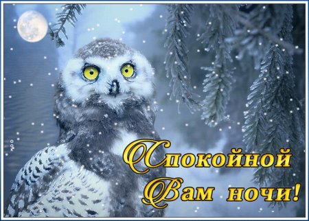 Спокойной ночи зима Сова