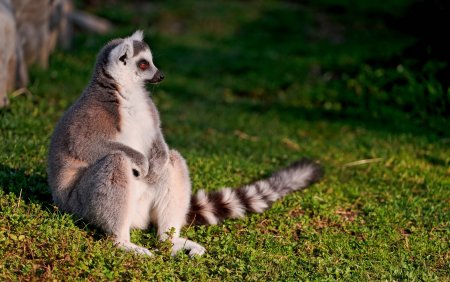 Кошачий лемур ареал