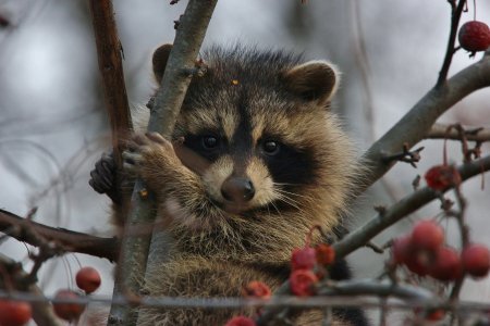 Осенний енот