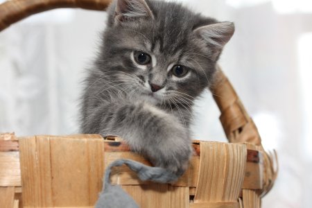 Красивые котики