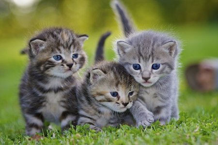 Милые котята