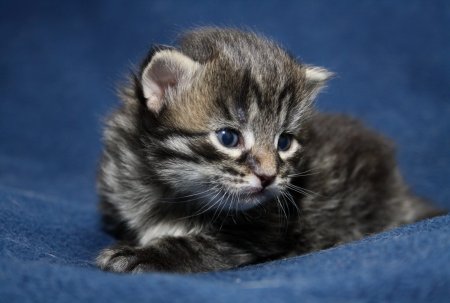 Маленький котенок