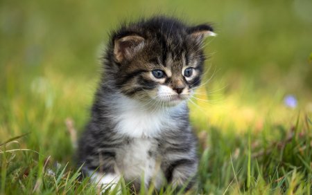 Кошки маленькие