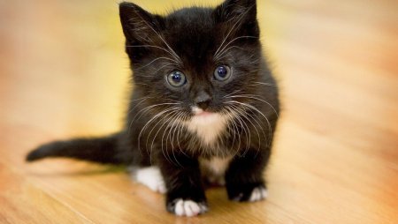 Маленькие котики