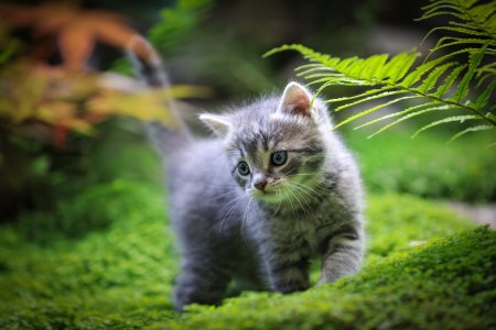 Обои с котятами