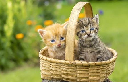 Котята фото