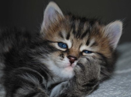 Маленький котенок