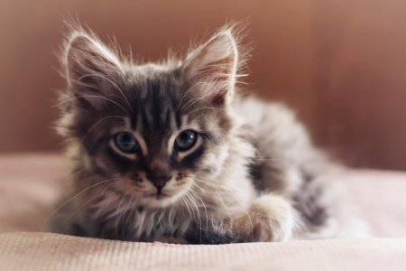 Картинки котят