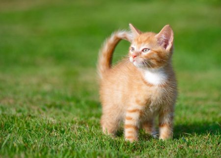 Рыжий котёнок