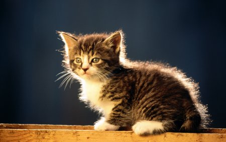 Котики картинки