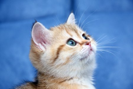 Милые кошки