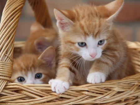 Милые рыжие котята
