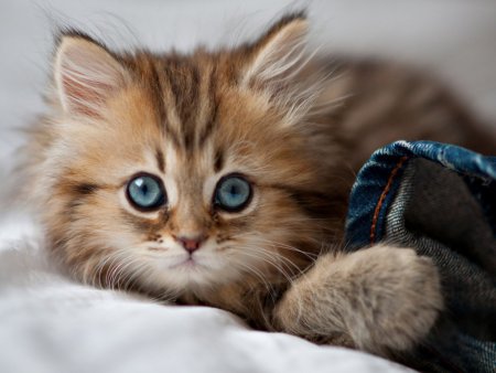 Красивые котята