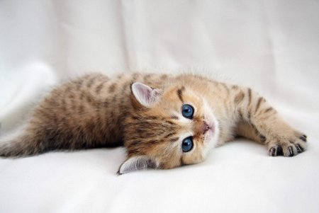 Милые котики
