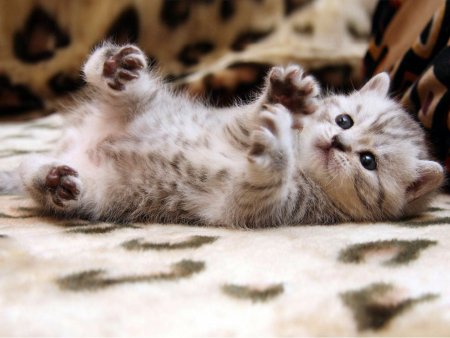 Забавные котята
