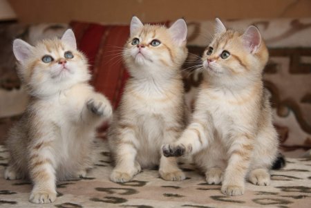 Кошка с котятами