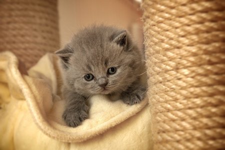 Маленькие котята пушистые