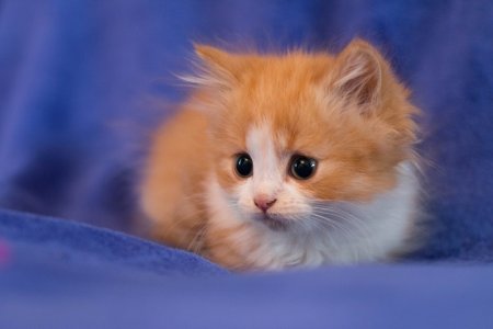 Красивые котята