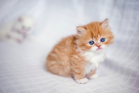 Рыжий пушистый котенок