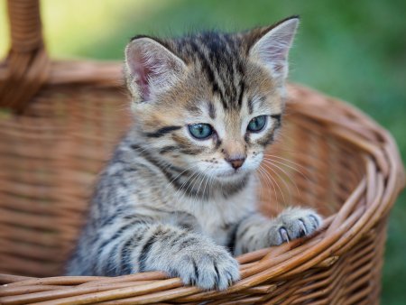 Котята милашки