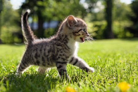 Милые котята