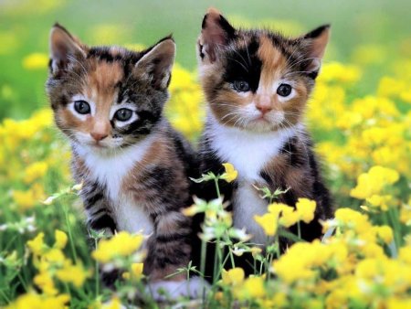 Красивые котята