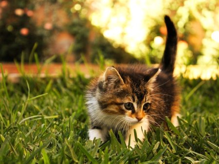 Котята фото