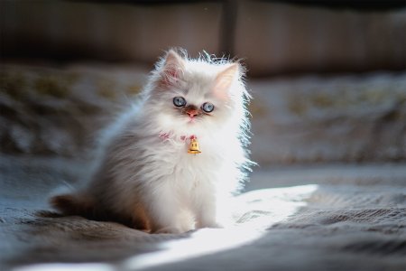 Пушистая кошка