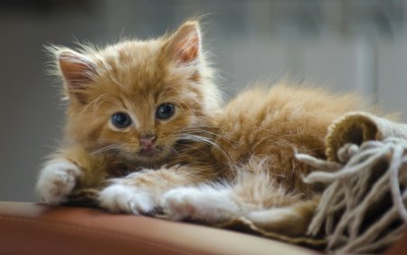 Рыжий котёнок