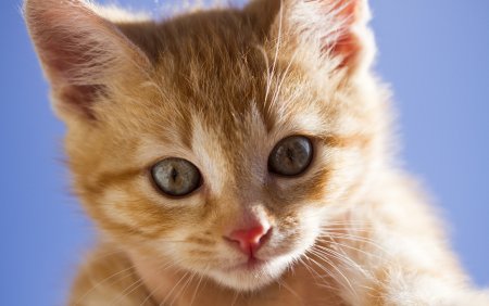Мордочка котенка