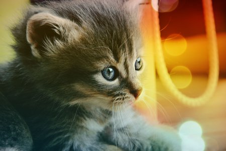 Красивые котятки
