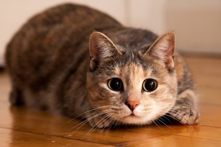 Картинка кота