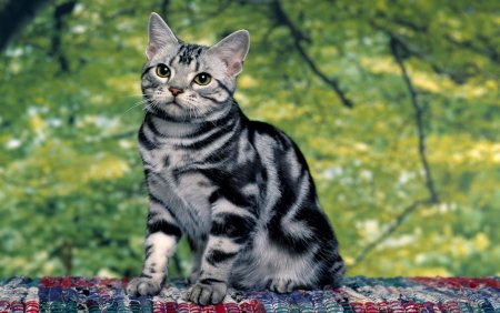 Американская короткошерстная табби