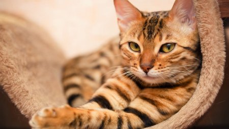 Калифорнийская сияющая кошка