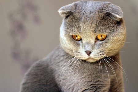 Шотландская вислоухая кошка серая