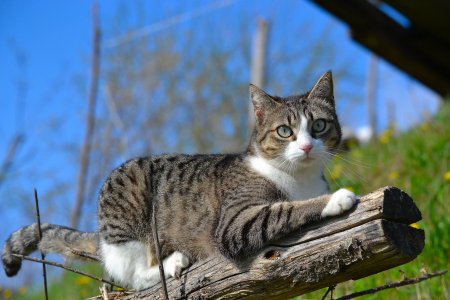 Шотландская Лесная кошка метис