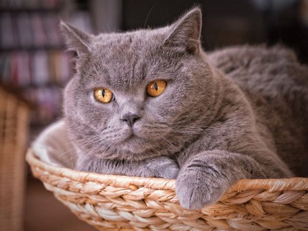Британская короткошерстная кошка кот