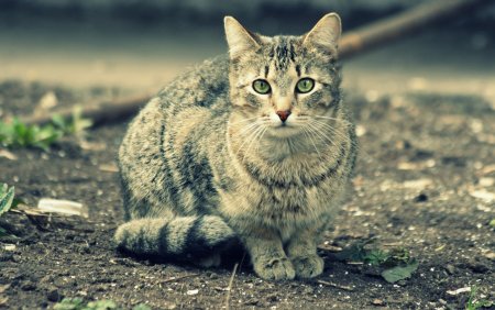 Обои кошки