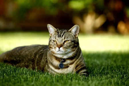 Красивые коты