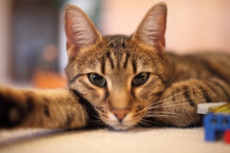 Кошки фото