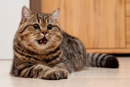Британская кошка короткошерстная полосатая