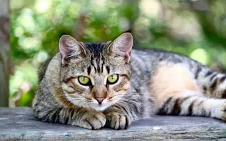 Калифорнийская сияющая кошка
