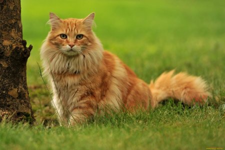 Сибирский Лесной кот рыжий