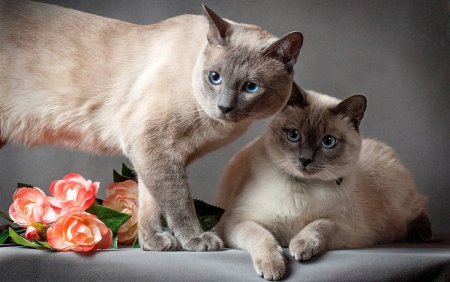 Тайская и Бурманская кошка