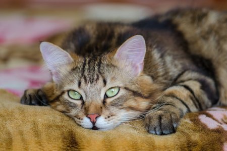 Лежачая кошка