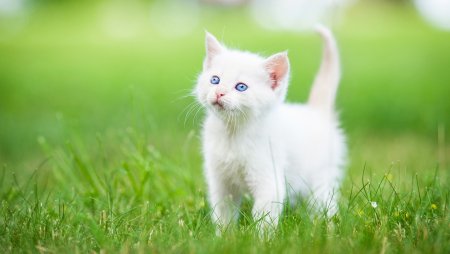 Белый котенок